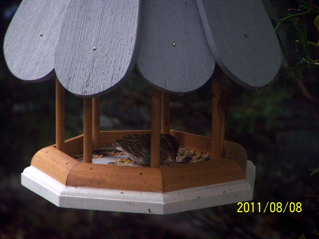 Aggressive Chipping Sparrow